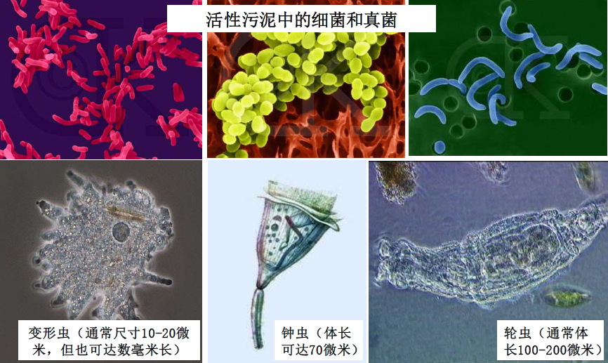 鄉(xiāng)鎮(zhèn)生活污水處理工藝-活性污泥法